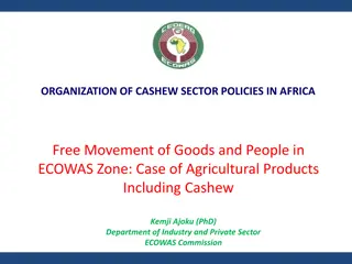 ORGANIZATION OF CASHEW SECTOR POLICIES IN AFRICA