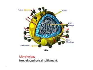 The Morphology and Genome Organization of NDV