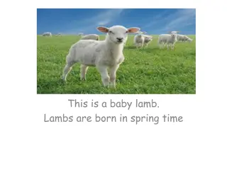 Discover the World of Lambs and Sheep