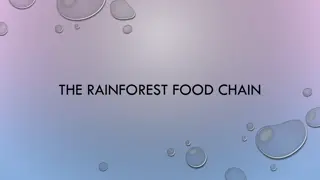 The Tropical Rainforest Food Chain