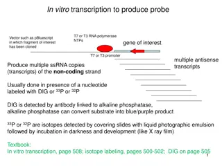 In Vitro Transcription and Probe Production