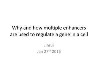 Role of Multiple Enhancers in Gene Regulation