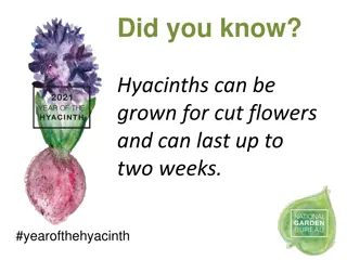 Fascinating Facts About Hyacinths: #YearOfTheHyacinth