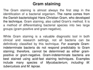 Gram Staining in Bacterial Identification