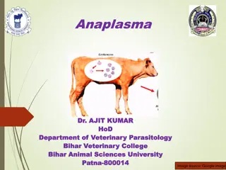 Overview of Anaplasma Marginale: Disease, Transmission, and Life Cycle