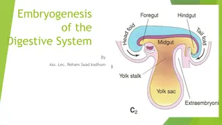 Embryogenesis of the Digestive System: A Detailed Overview