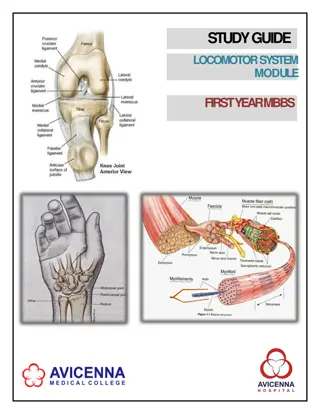 Study Guide for Locomotor System Module in First Year MBBS at Avicenna Medical College