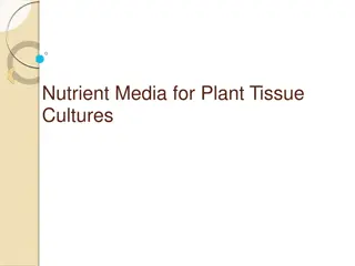 Essential Nutrients for Plant Tissue Cultures: A Comprehensive Guide