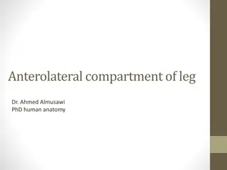 Overview of Leg Compartments and Nerve Supply in Human Anatomy