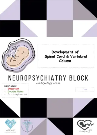 Development of Spinal Cord and Vertebral Column - Doctors' Notes