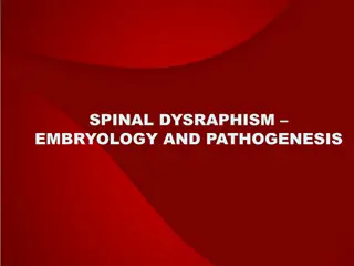 Embryology and Pathogenesis of Spinal Dysraphism