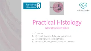 Practical Histology: Spinal Cord Tracts and Neurons Overview