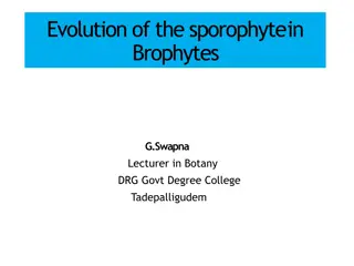 Evolution of the Sporophyte in Bryophytes: Theories and Stages