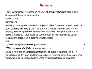 Overview of Neisseria: Morphology, Cultural Characteristics, and Pathogenicity