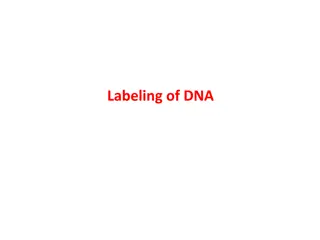 Nucleic Acid Labeling and Detection in Molecular Biology