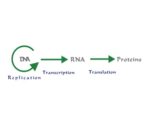 DNA, RNA, and Transcription Process