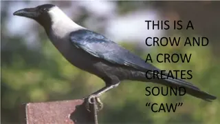 Bird Sounds in Nature