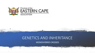 Understanding Monohybrid Crosses in Genetics