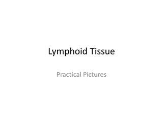 Practical Images of Lymphoid and Connective Tissue Structures