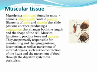 Muscle Tissue: Structure and Function