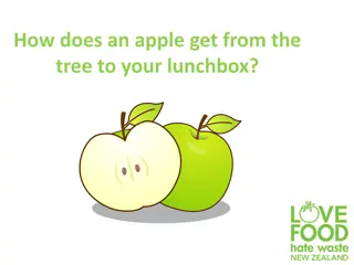 The Journey of an Apple: From Tree to Lunchbox