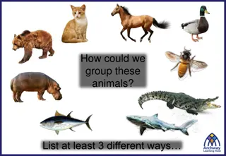 Grouping Animals in Different Ways and Exploring Number Sets