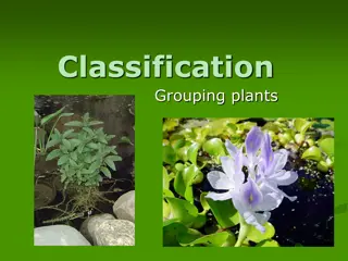 Plant Classification and Reproduction Overview