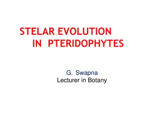 Evolution of Steles in Pteridophytes: An Overview