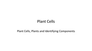 Plant Cell Components: Nucleus, Cell Wall, Mitochondria, Cytoplasm, Chloroplasts