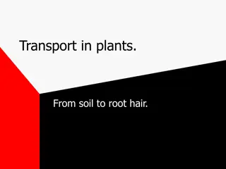 Understanding Water Transport in Plants: From Soil to Xylem