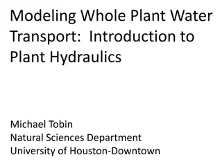 Understanding Plant Hydraulics: Water Transport and Photosynthesis