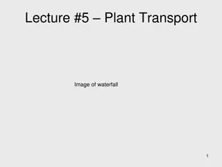 Understanding Plant Water Transport Mechanisms