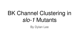 Investigating the Role of Amino Acid 381 in BK Channel Clustering