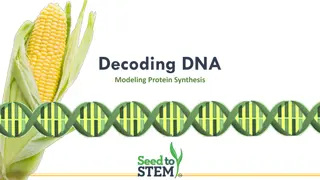 DNA, Transcription, and Translation Process