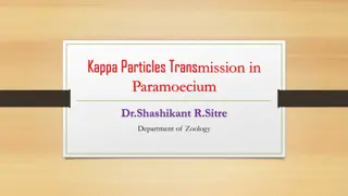 Kappa Particles Transmission in Paramecium