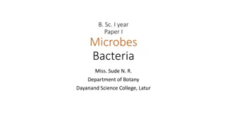 Detailed Overview of Bacteria's Structure and Function