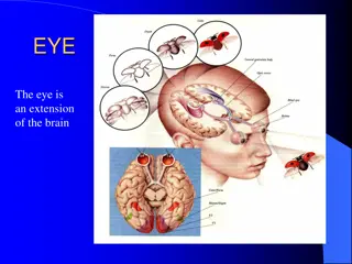 The Intricacies of the Human Eye and its Functions