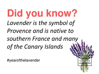 Fascinating Facts About Lavender: Explore the Wonders of This Versatile Plant!