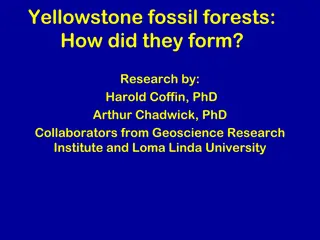 The Formation of Yellowstone Fossil Forests