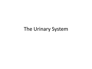 The Essentials of the Urinary System