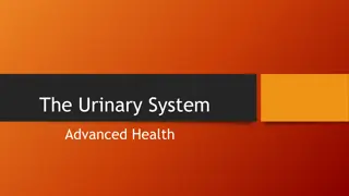 The Urinary System: Functions and Disorders