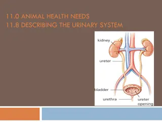 Understanding the Canine Urinary System: Functions and Parts Explained