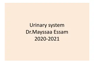 Overview of the Urinary System and Kidney Function