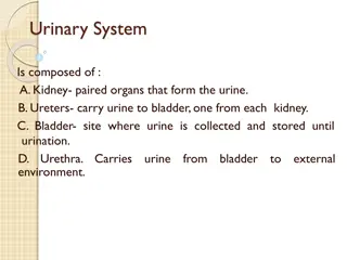 The Human Urinary System