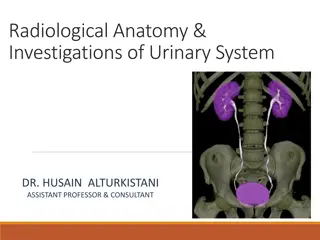 Radiological Anatomy & Investigations of Urinary System by Dr. Husain Alturkistani