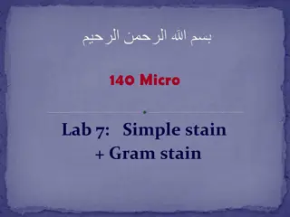 Bacterial Cell Shapes and Simple Stain Procedure