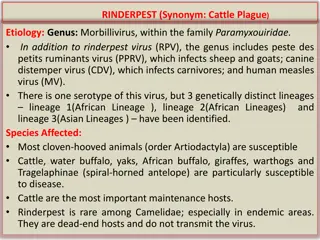 Rinderpest: A Cattle Plague Overview