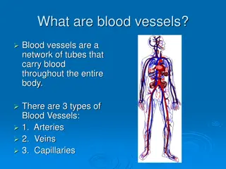 Blood Vessels and Their Role in the Body