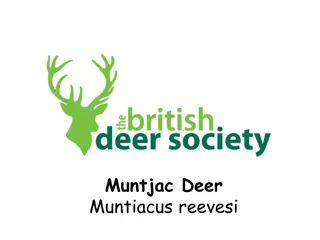 Discover the Fascinating Muntjac Deer - A Unique Species in the British Isles