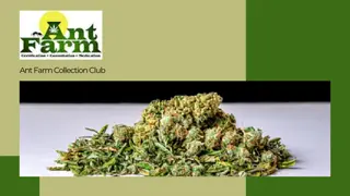 Weed Delivery in Troy - Ant Farm Collection Club